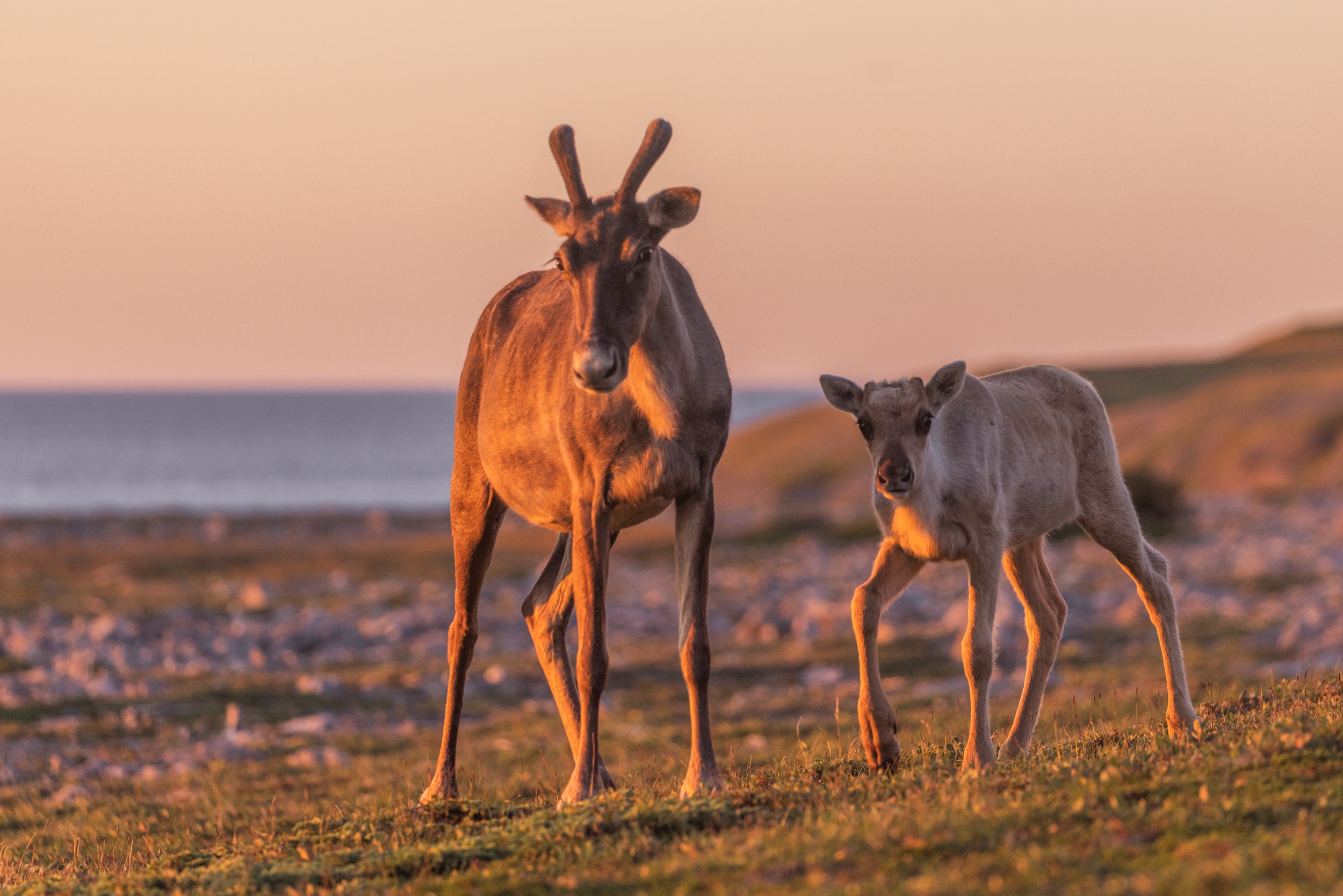 Newfoundland Caribou 045