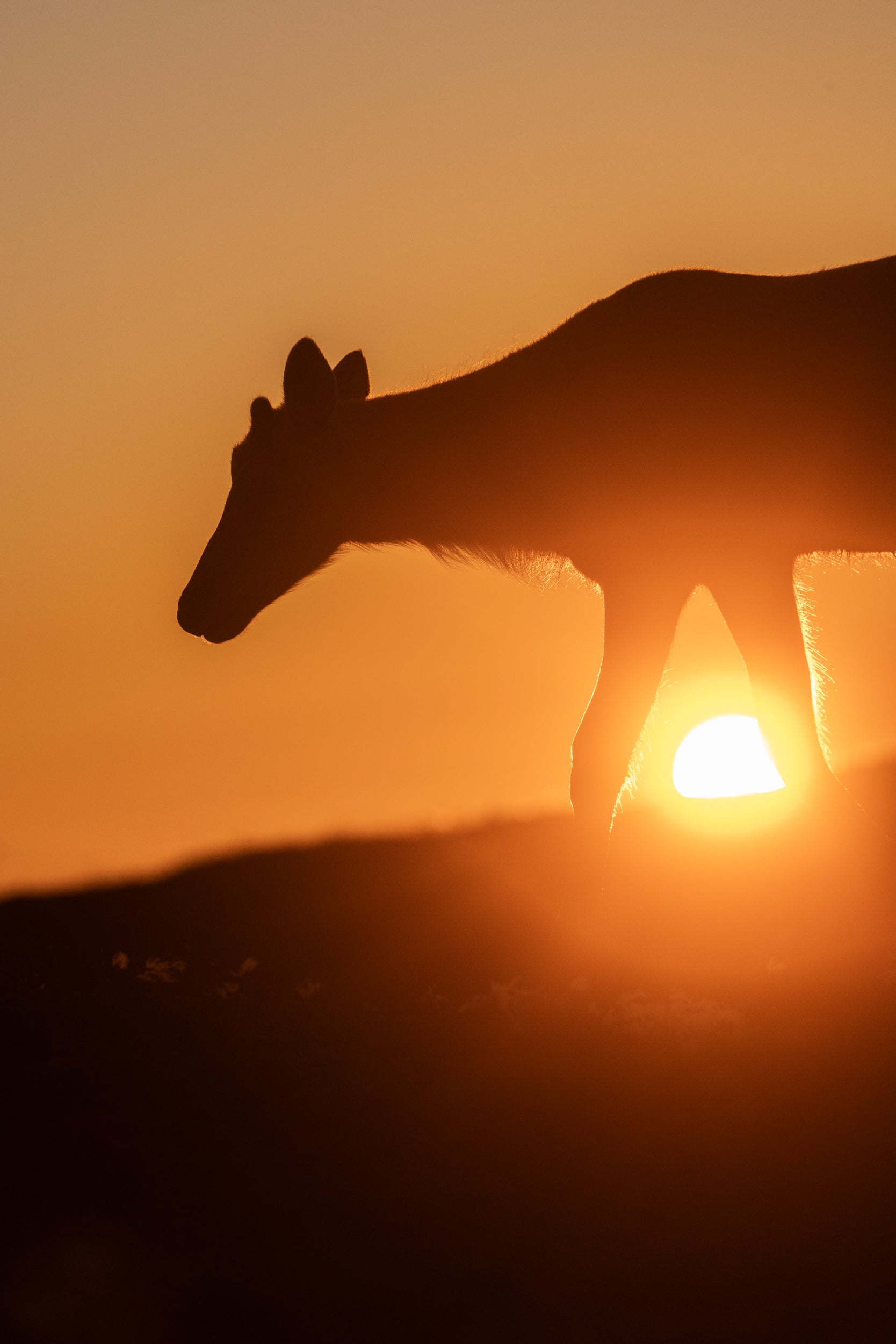 Newfoundland Caribou 046
