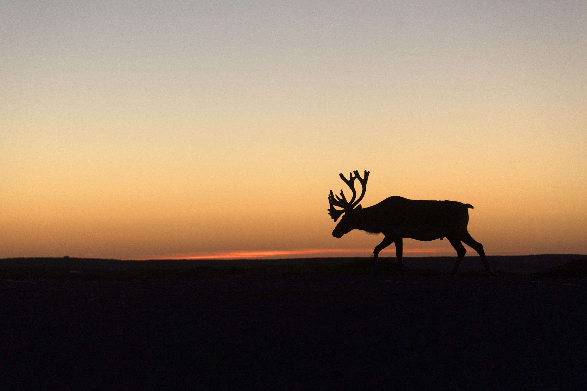 Newfoundland Caribou 004