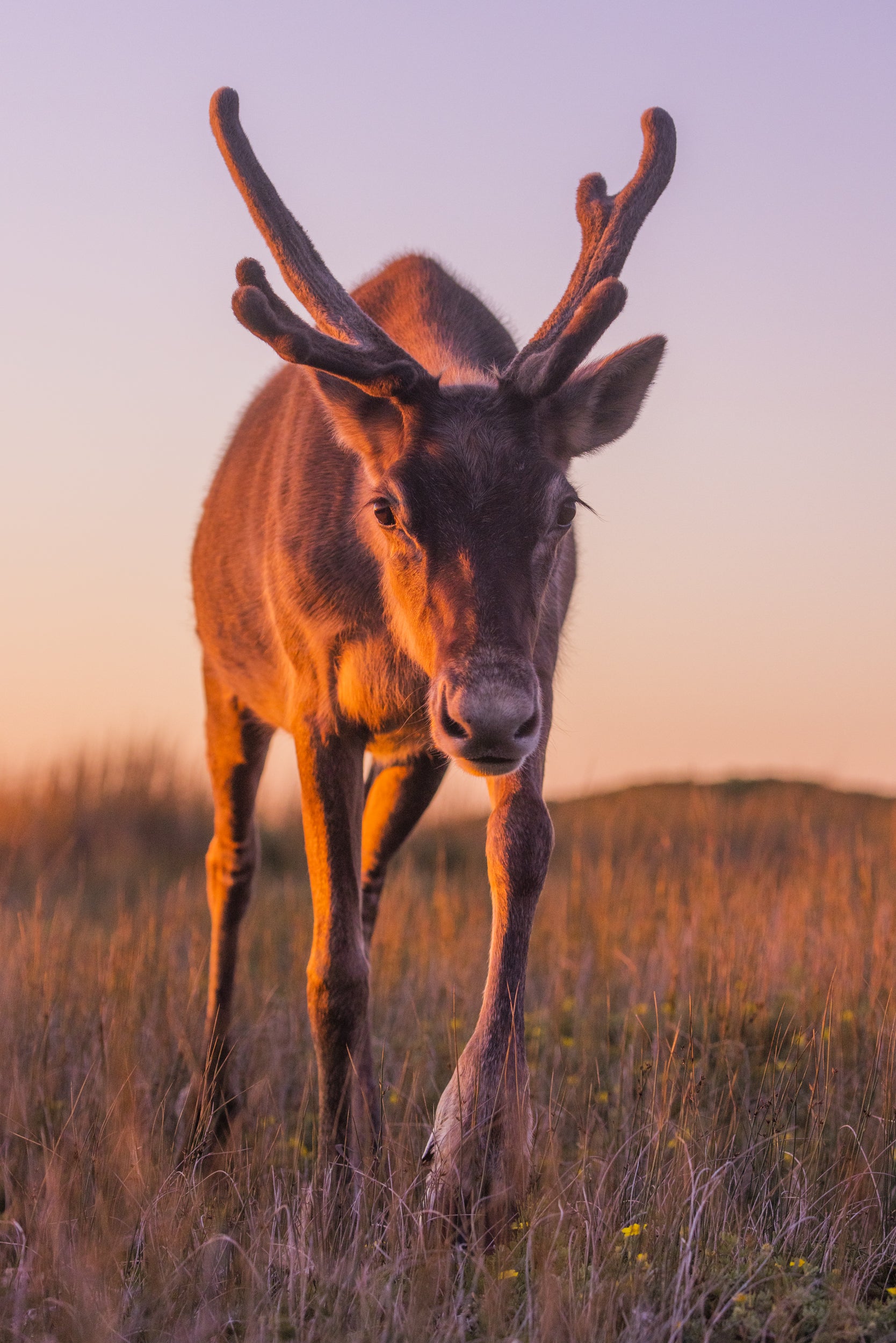 Newfoundland Caribou 005