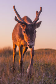 Newfoundland Caribou 005