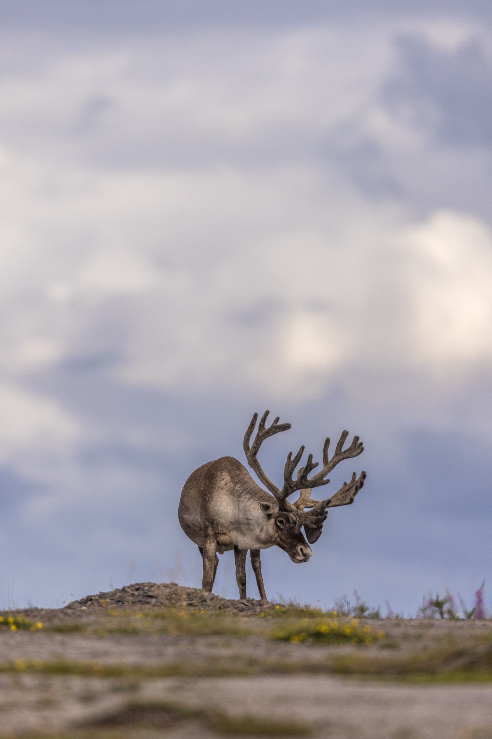 Newfoundland Caribou 051