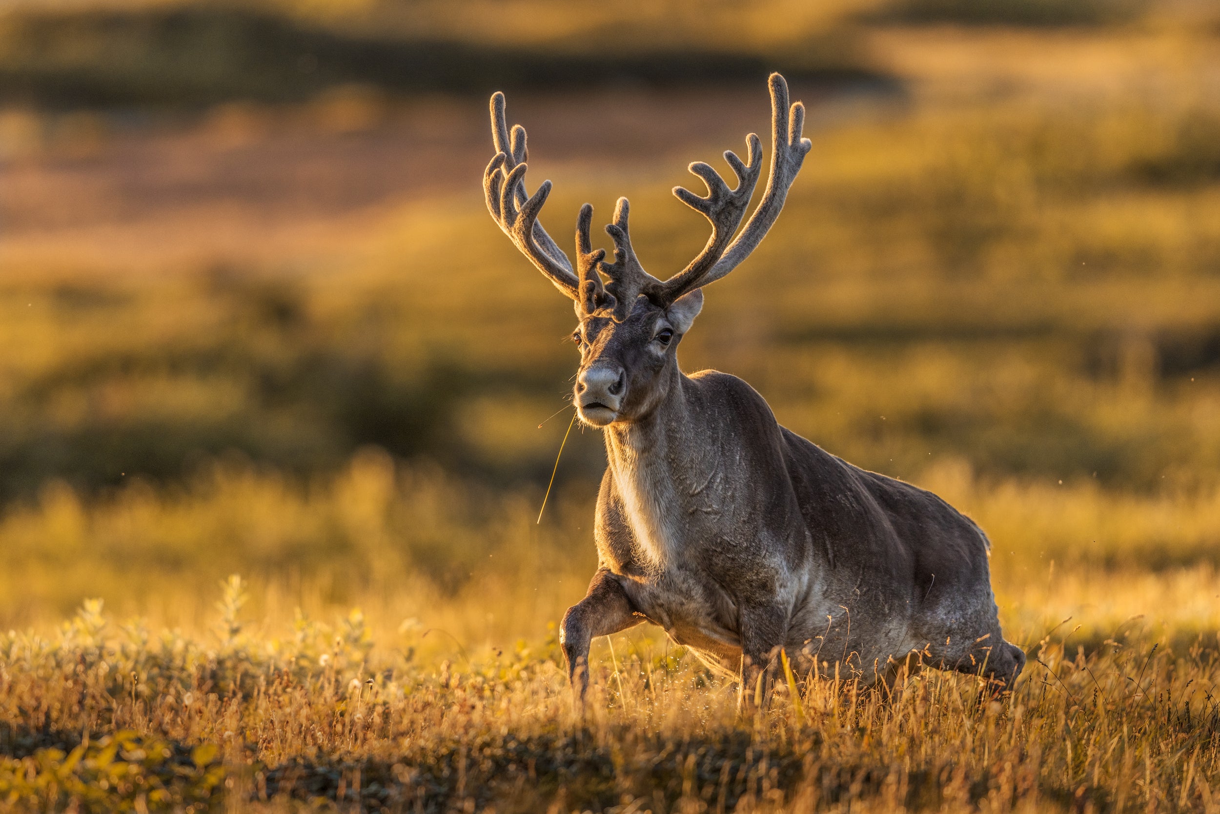 Newfoundland Caribou 057