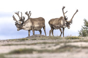 Newfoundland Caribou 006