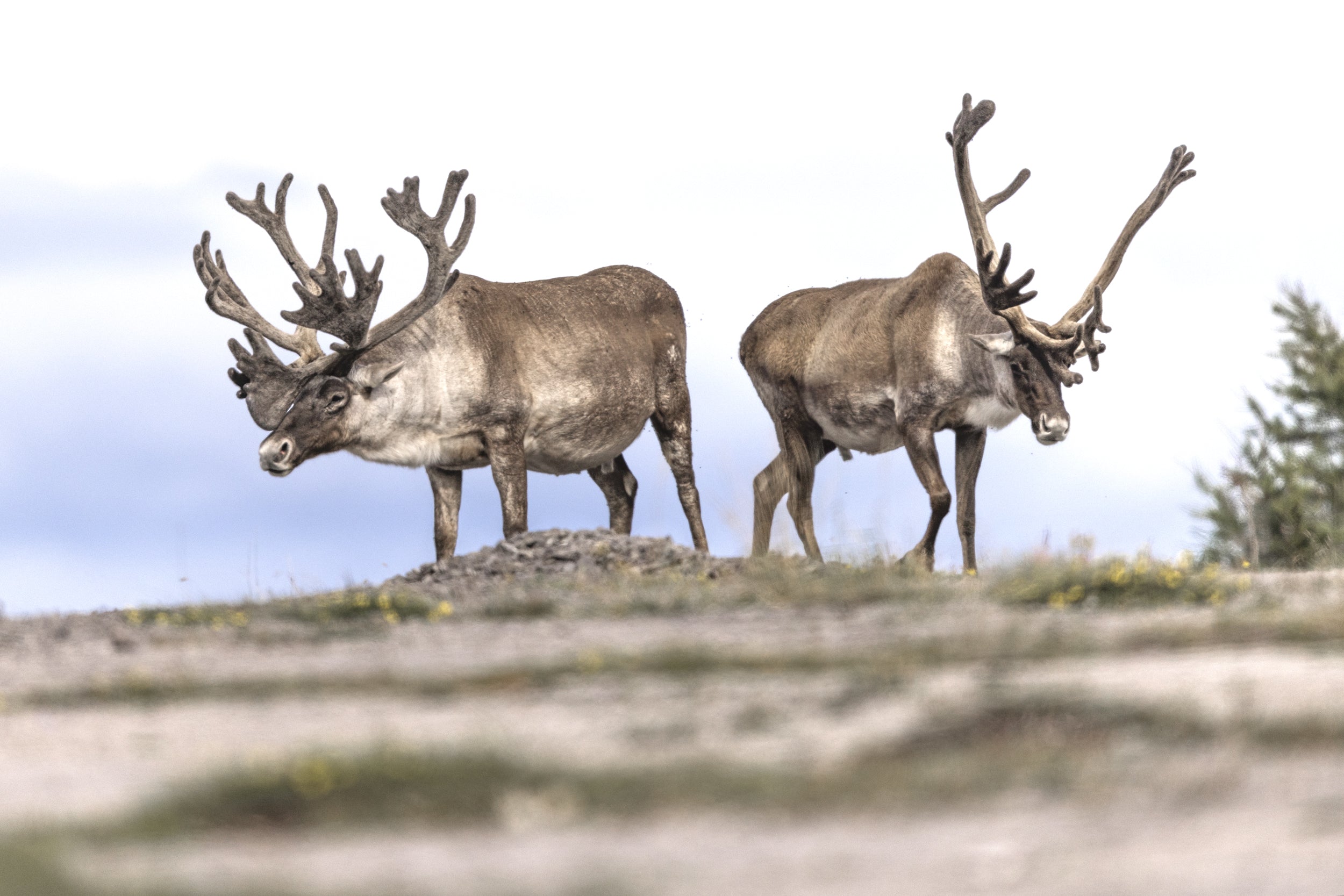 Newfoundland Caribou 006