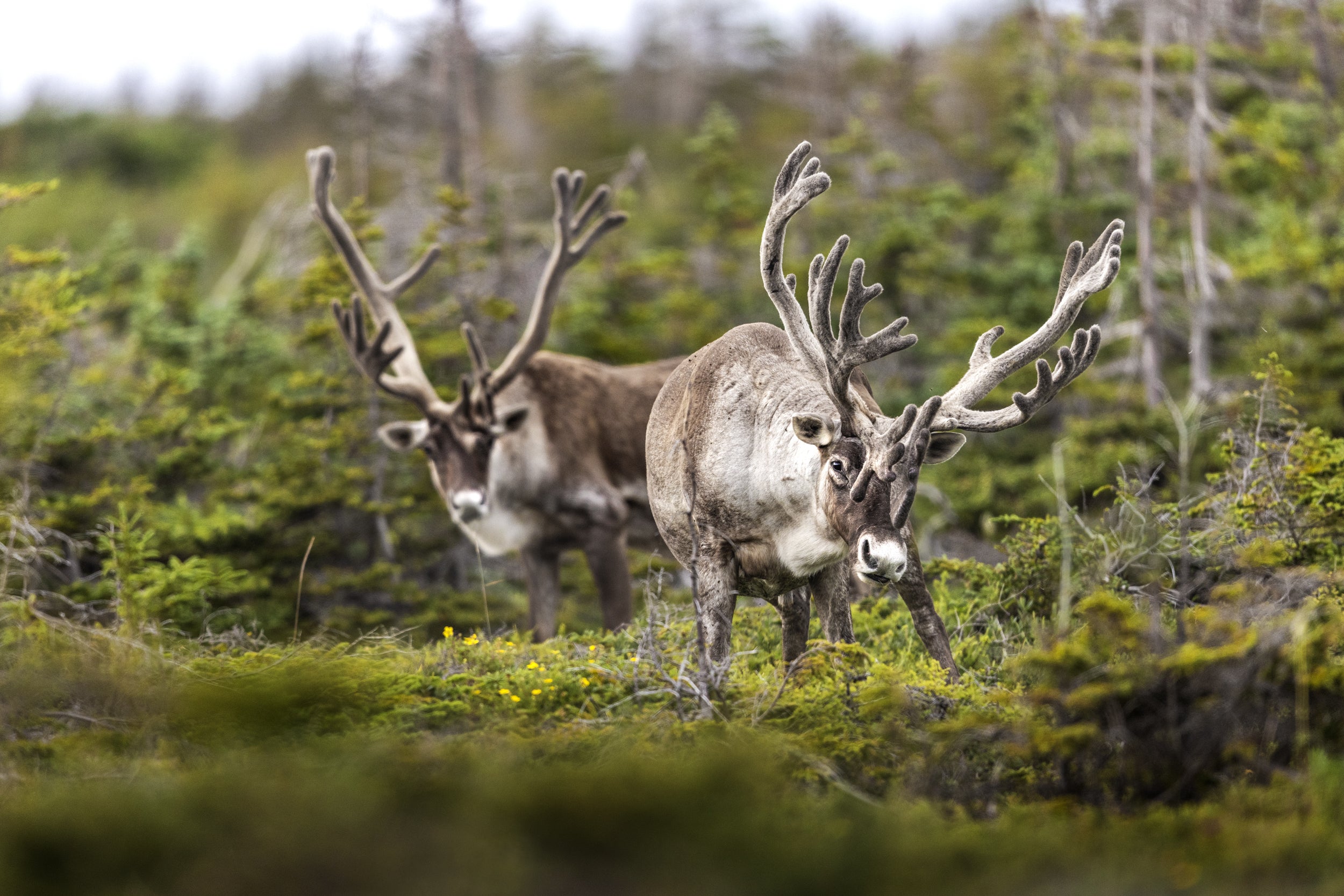 Newfoundland Caribou 007