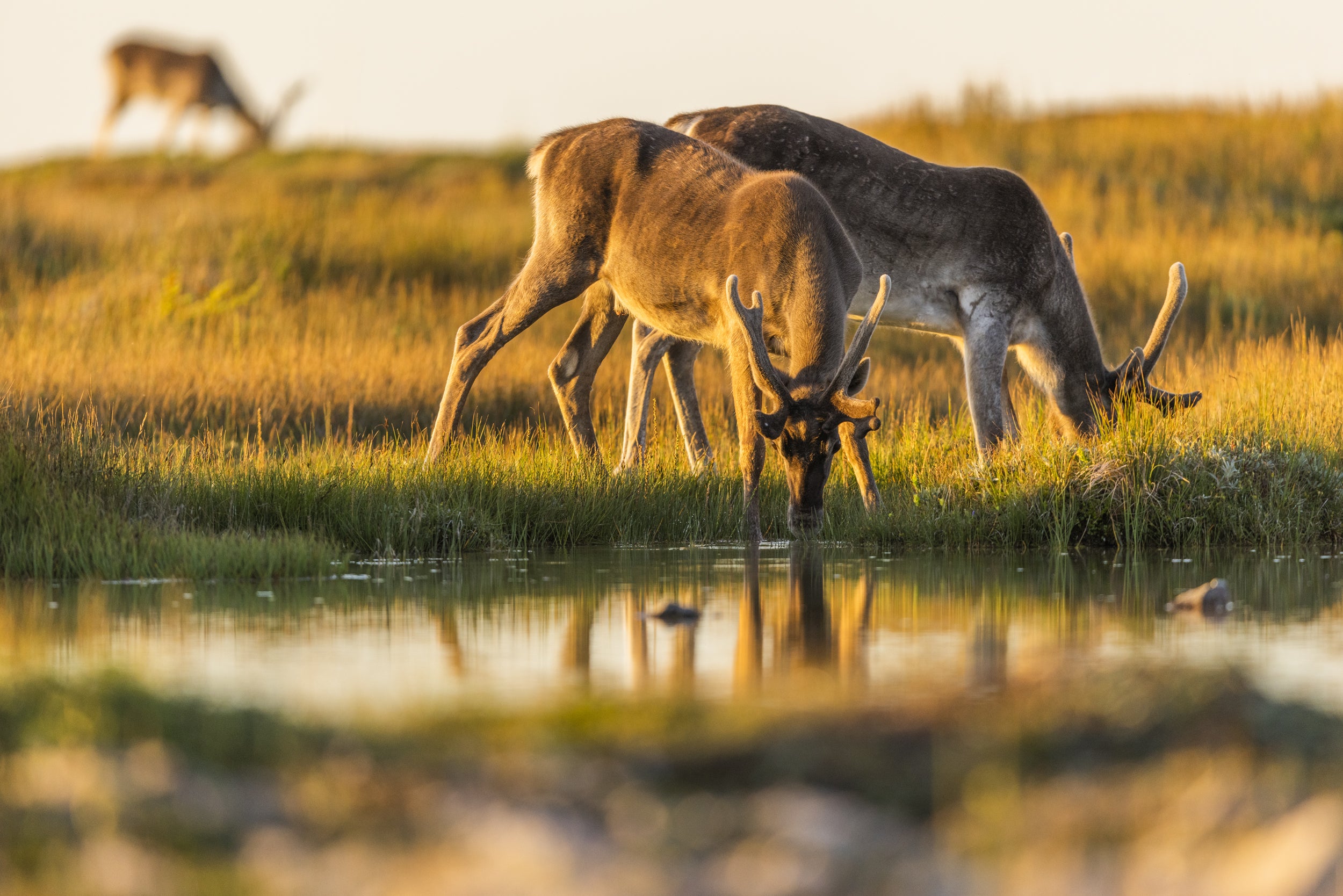 Newfoundland Caribou 008