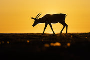 Caribou de Terre-Neuve 009
