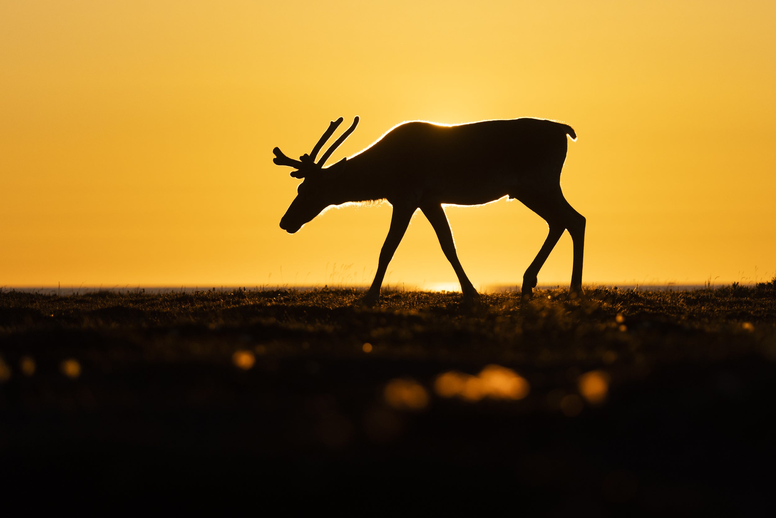 Newfoundland Caribou 009