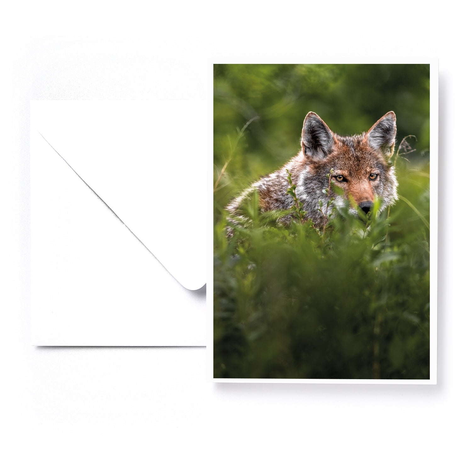 Set of 5 greeting cards - Canines