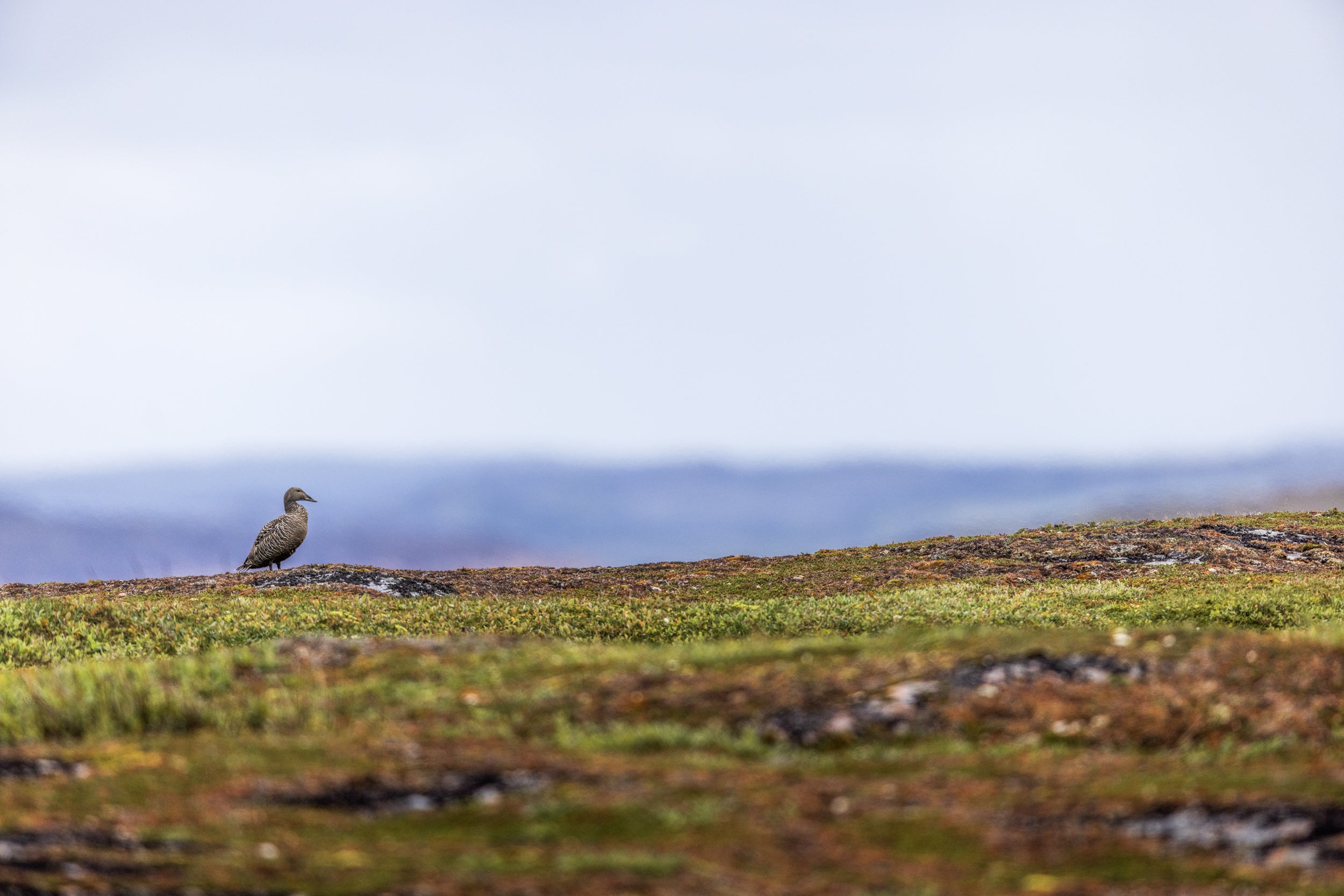 Common Eider 001