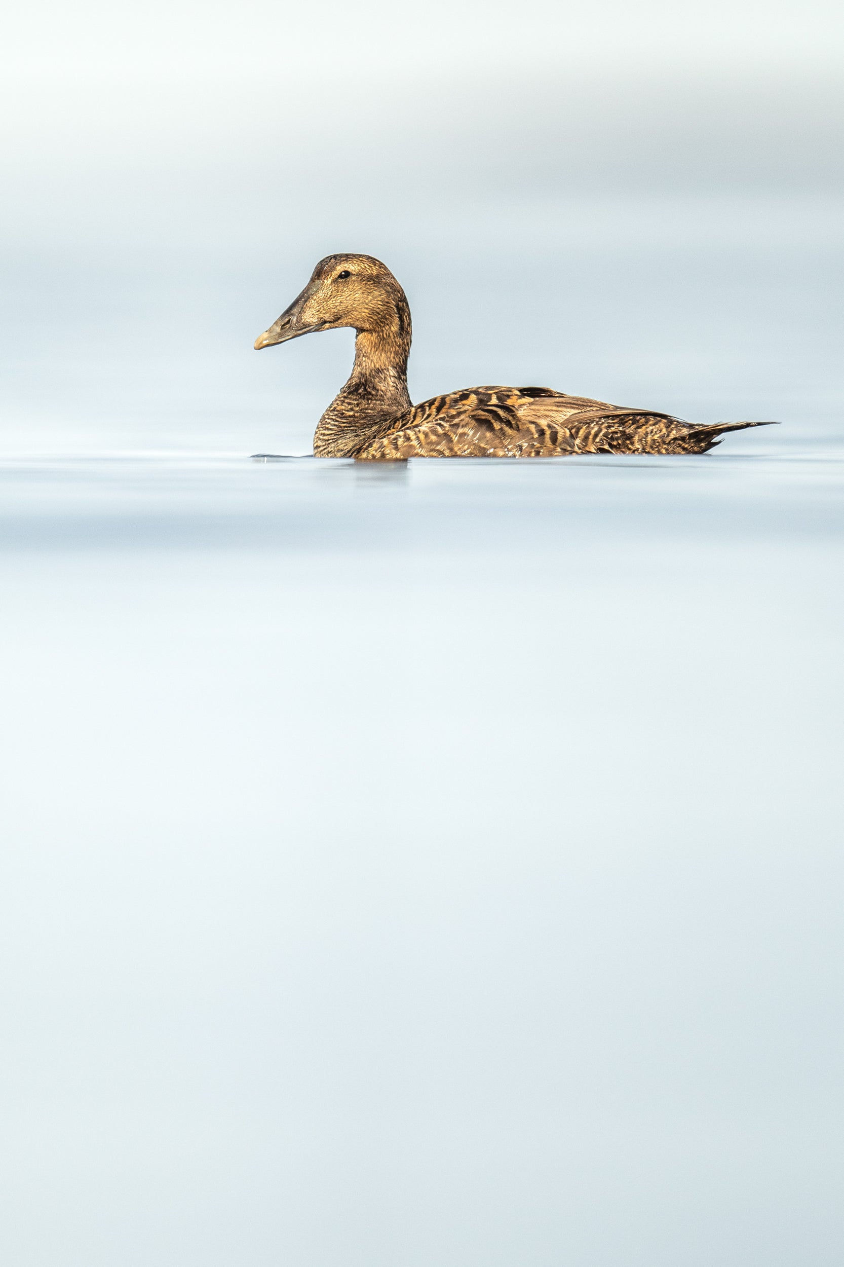 Common Eider 002
