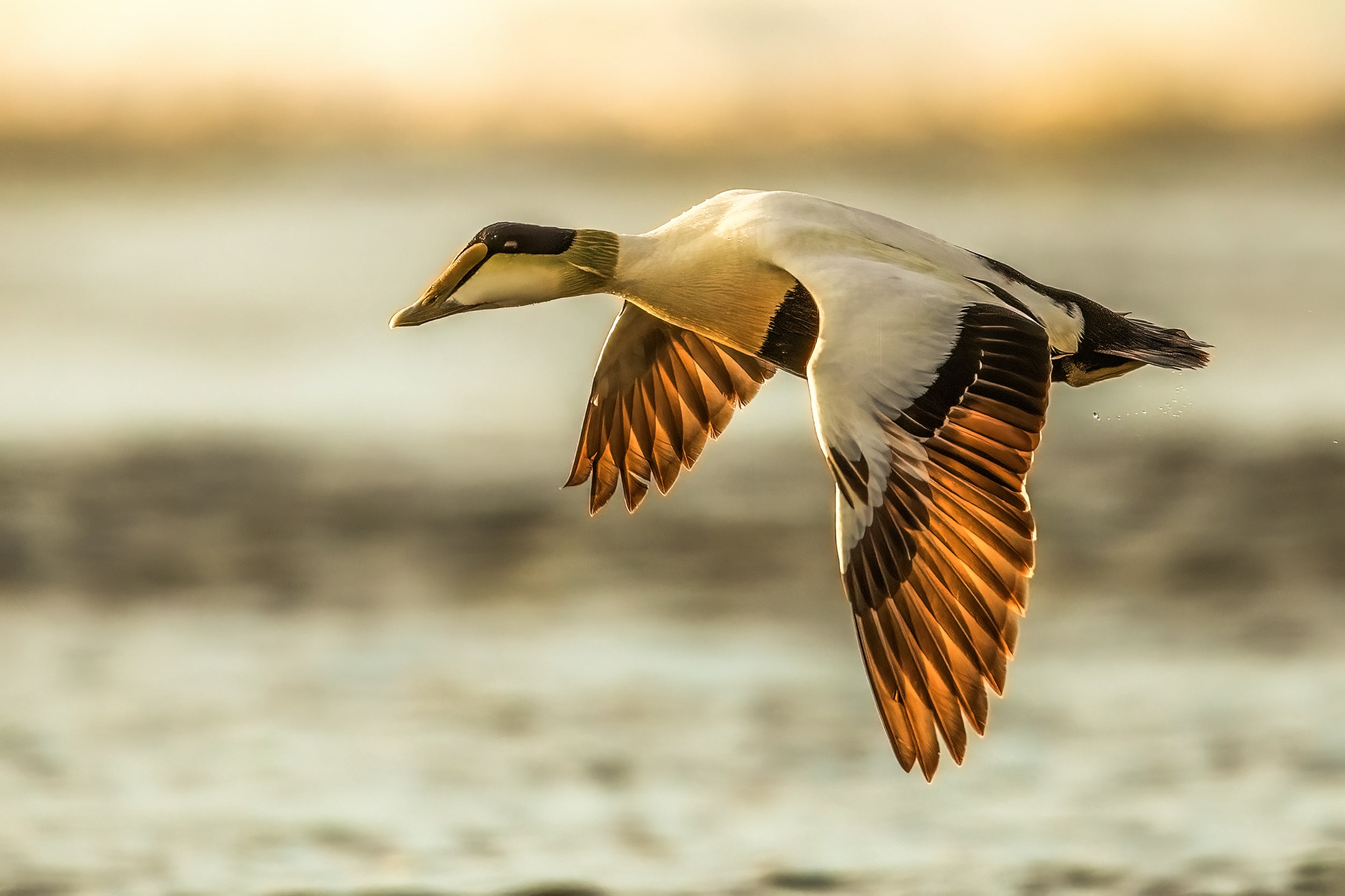 Common Eider 003