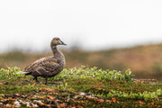 Common Eider 004