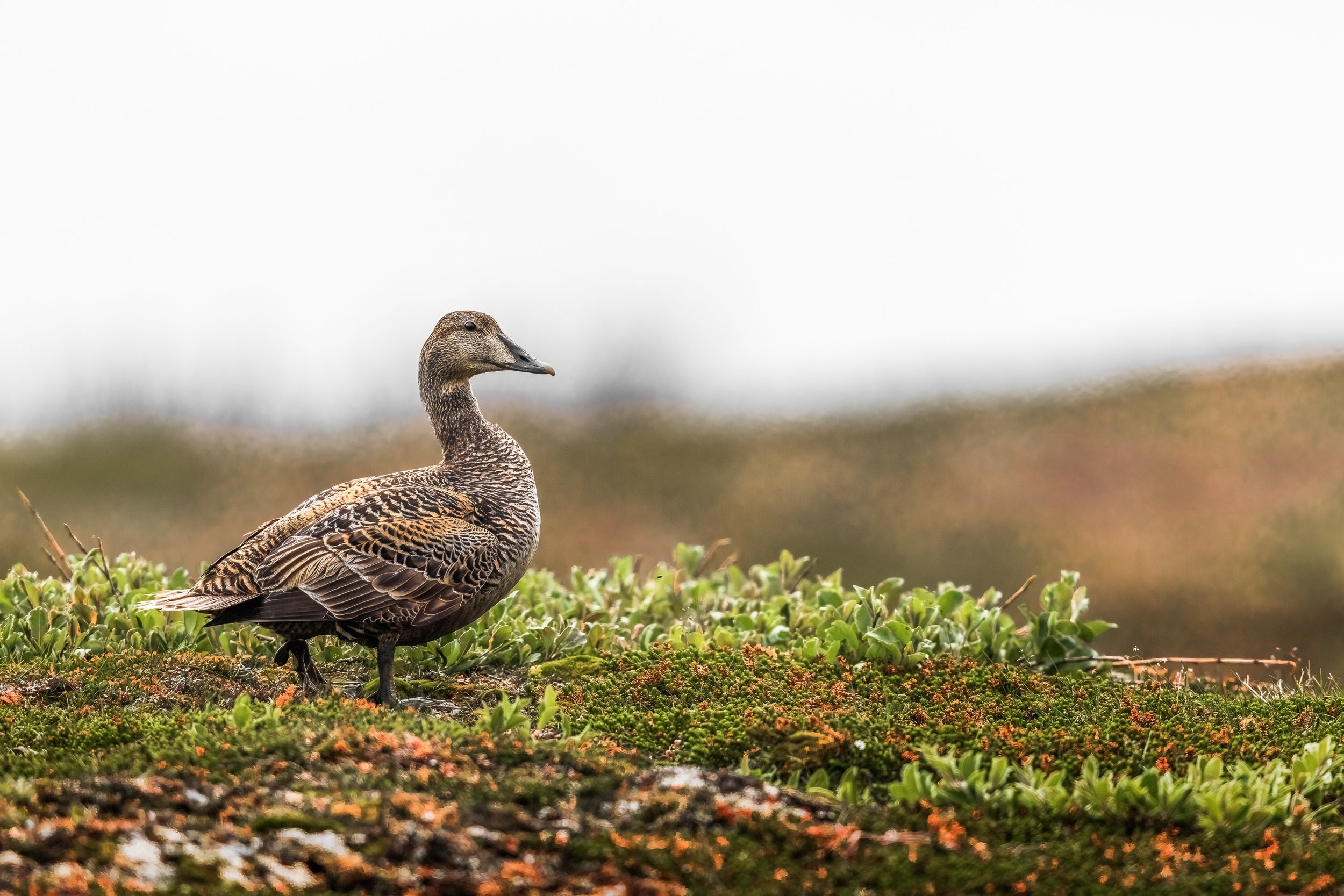 Common Eider 004