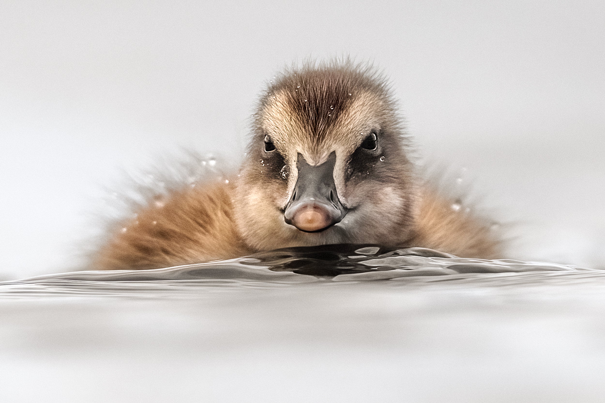 Common Eider 005