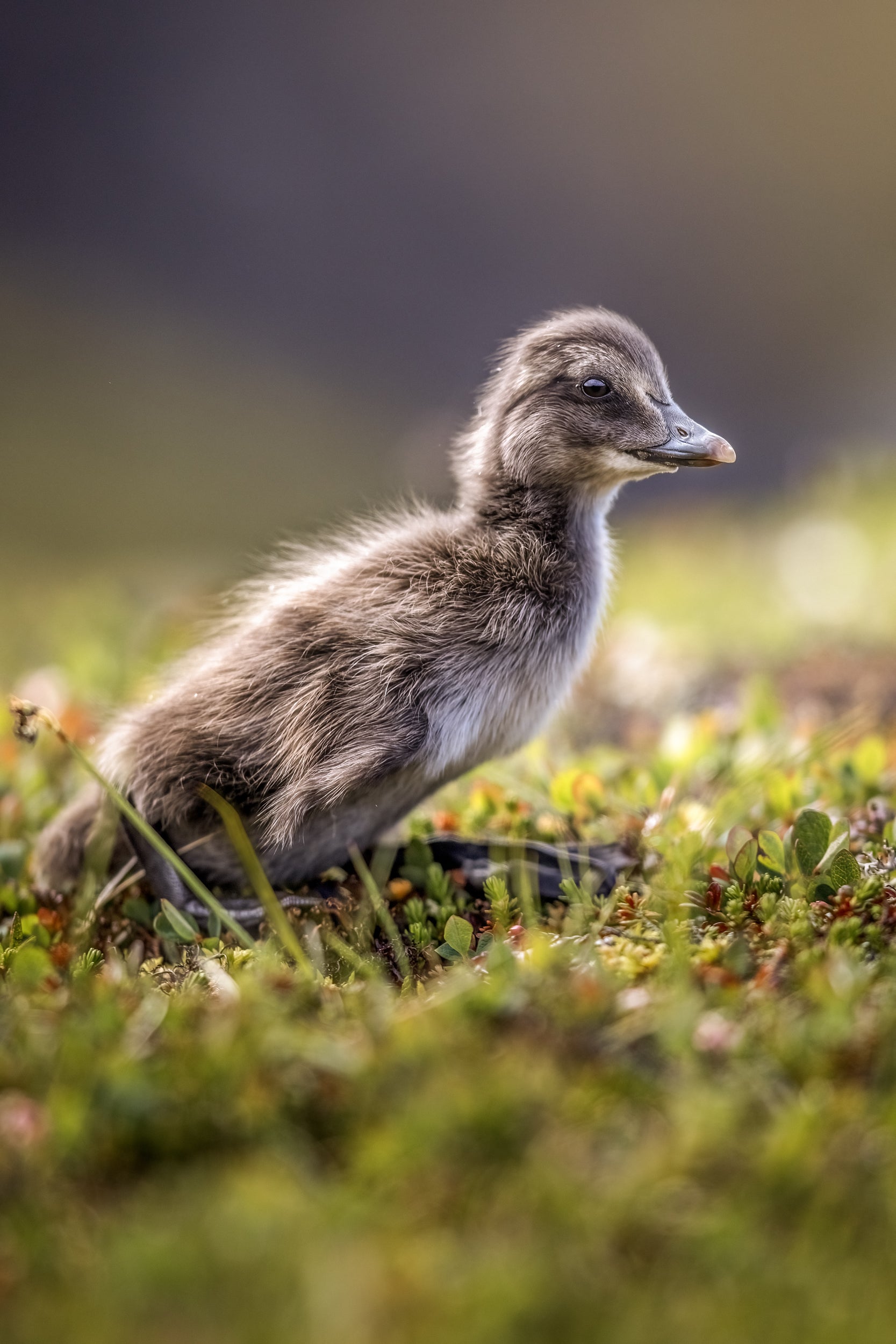 Common Eider 006