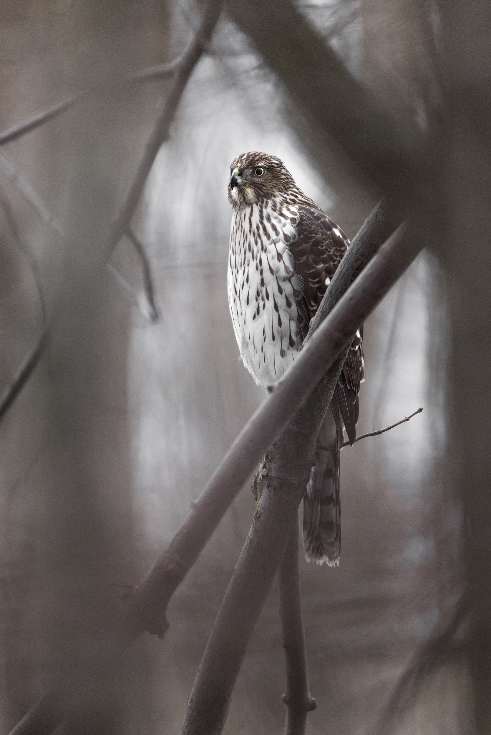 Cooper's Hawk 001