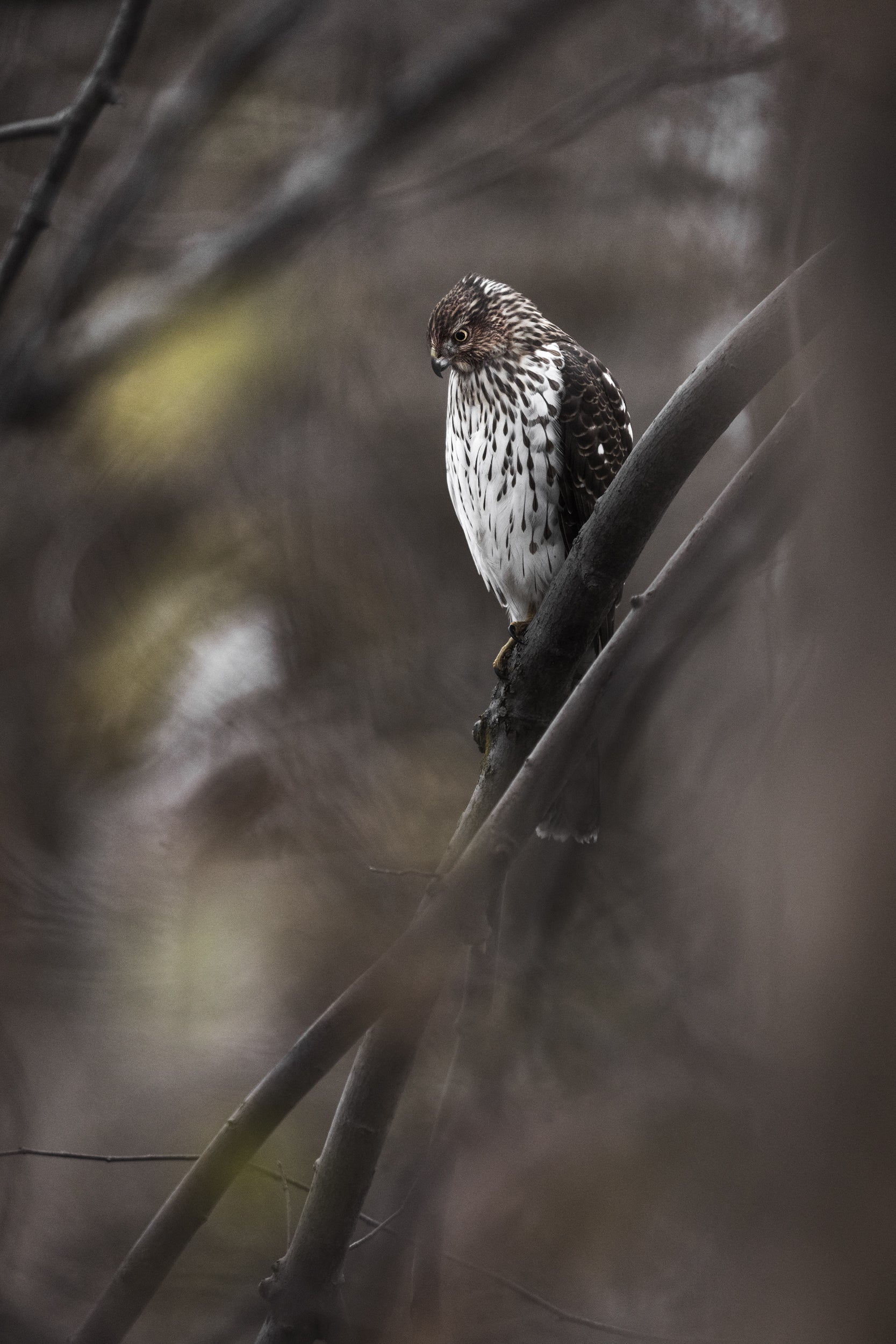 Cooper's Hawk 003