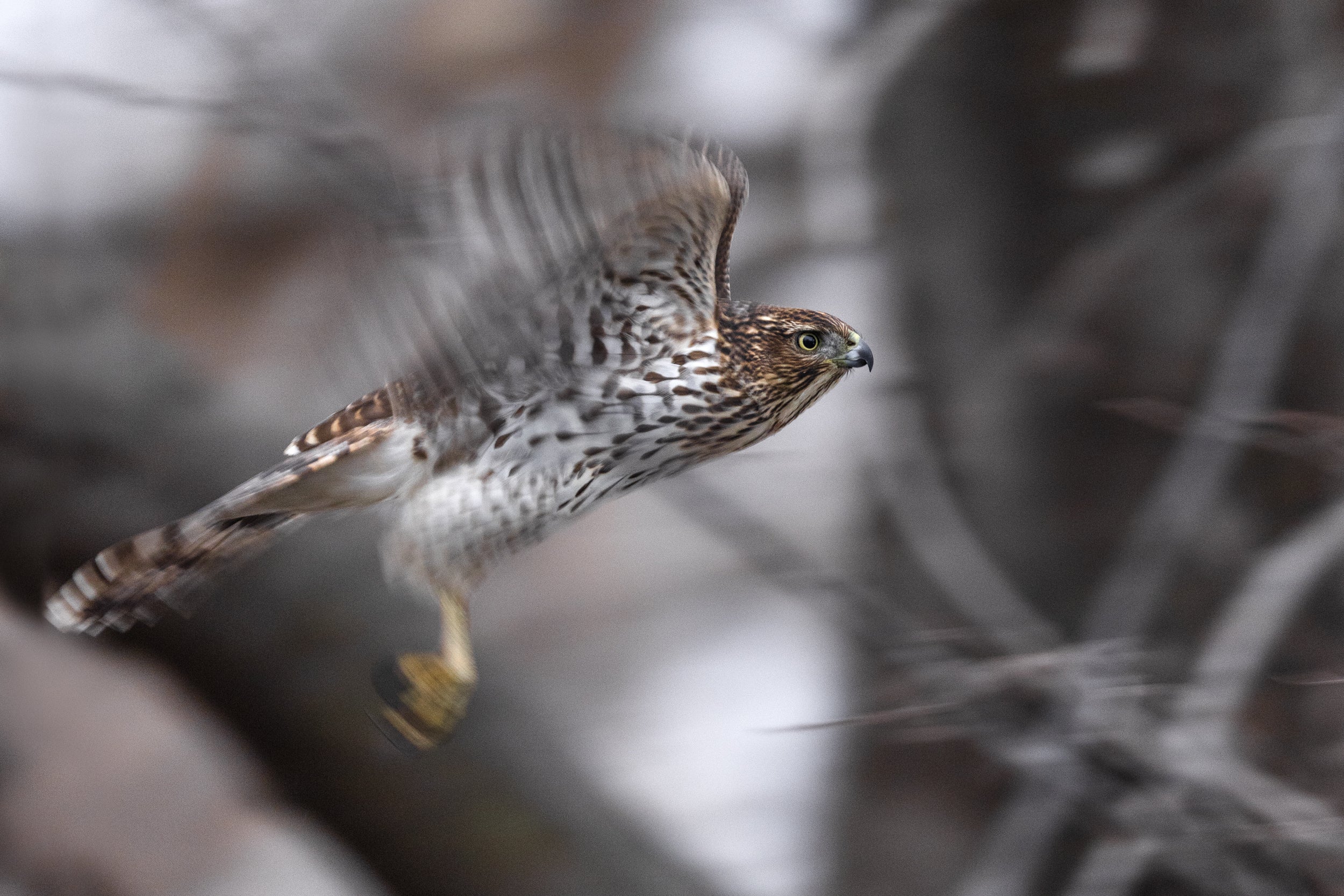 Cooper's Hawk 004
