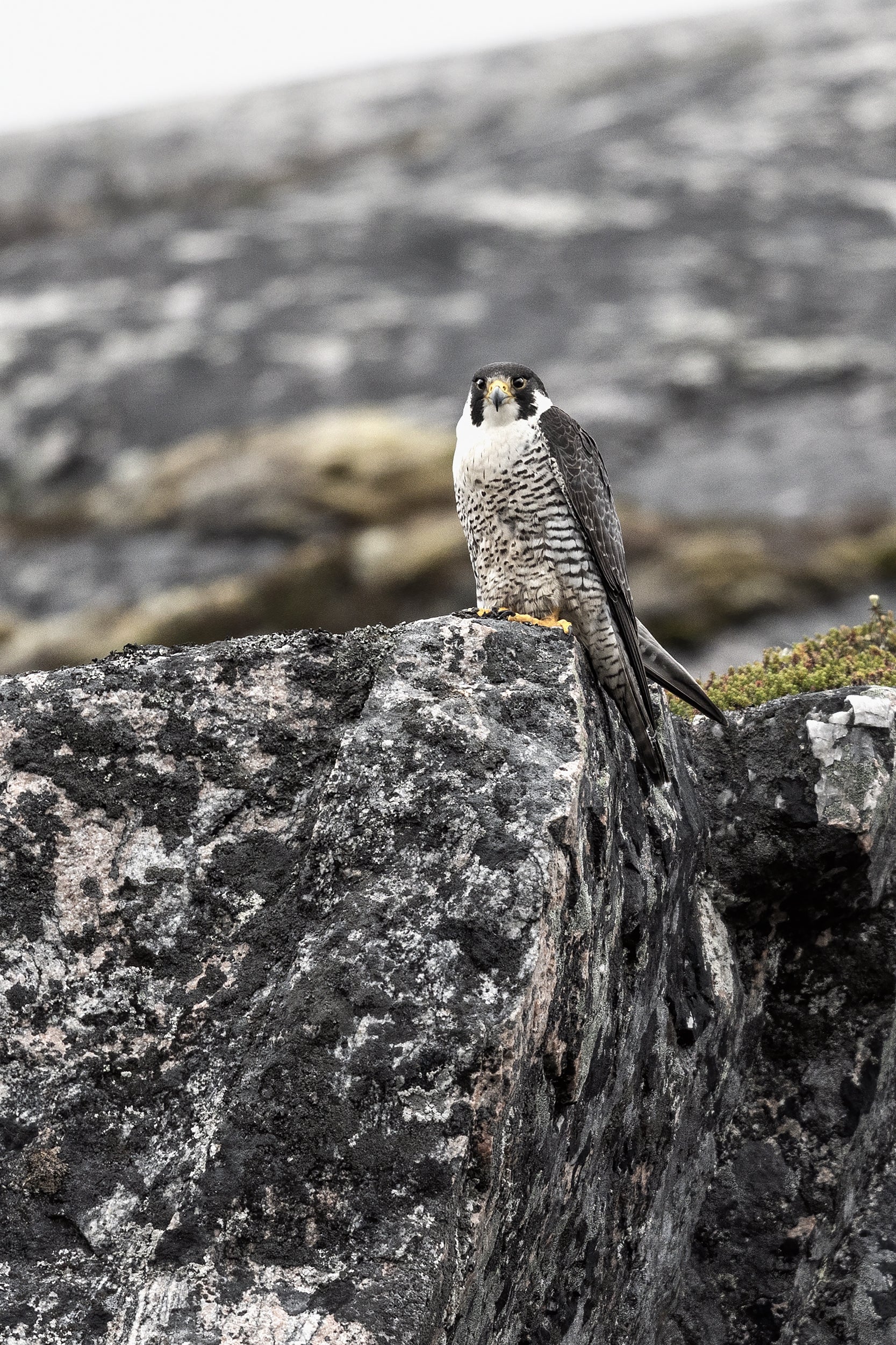 Peregrine Falcon 001
