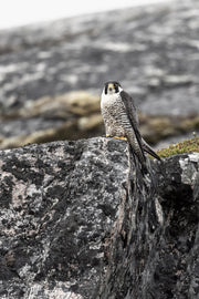 Peregrine Falcon 001