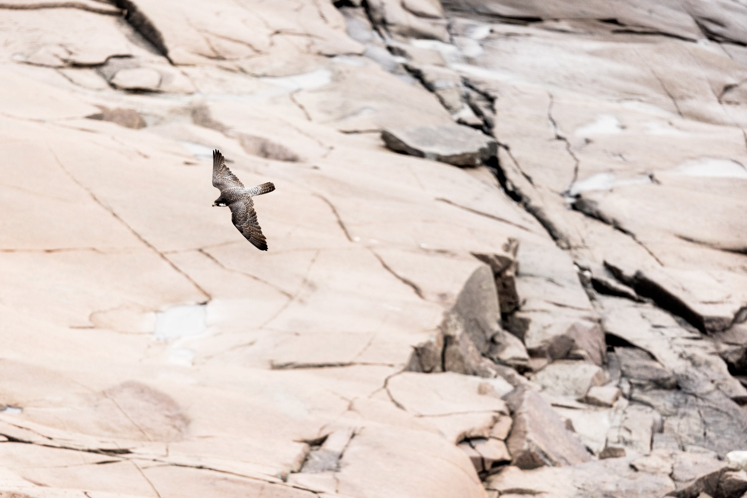 Peregrine Falcon 011