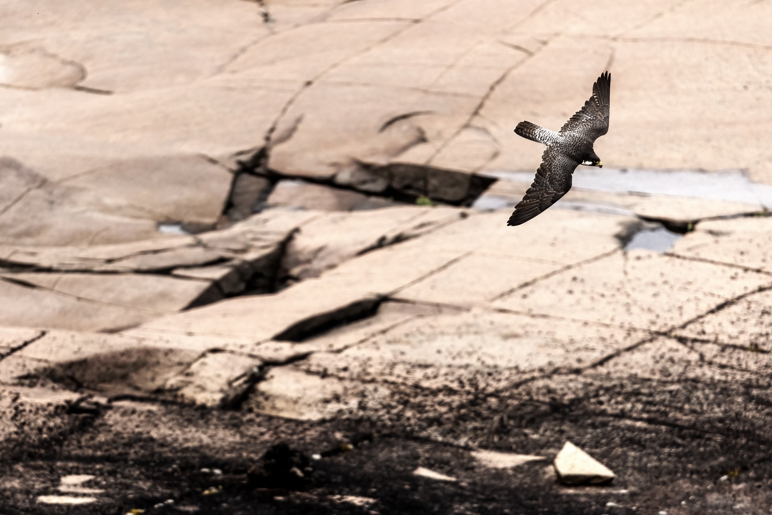 Peregrine Falcon 012