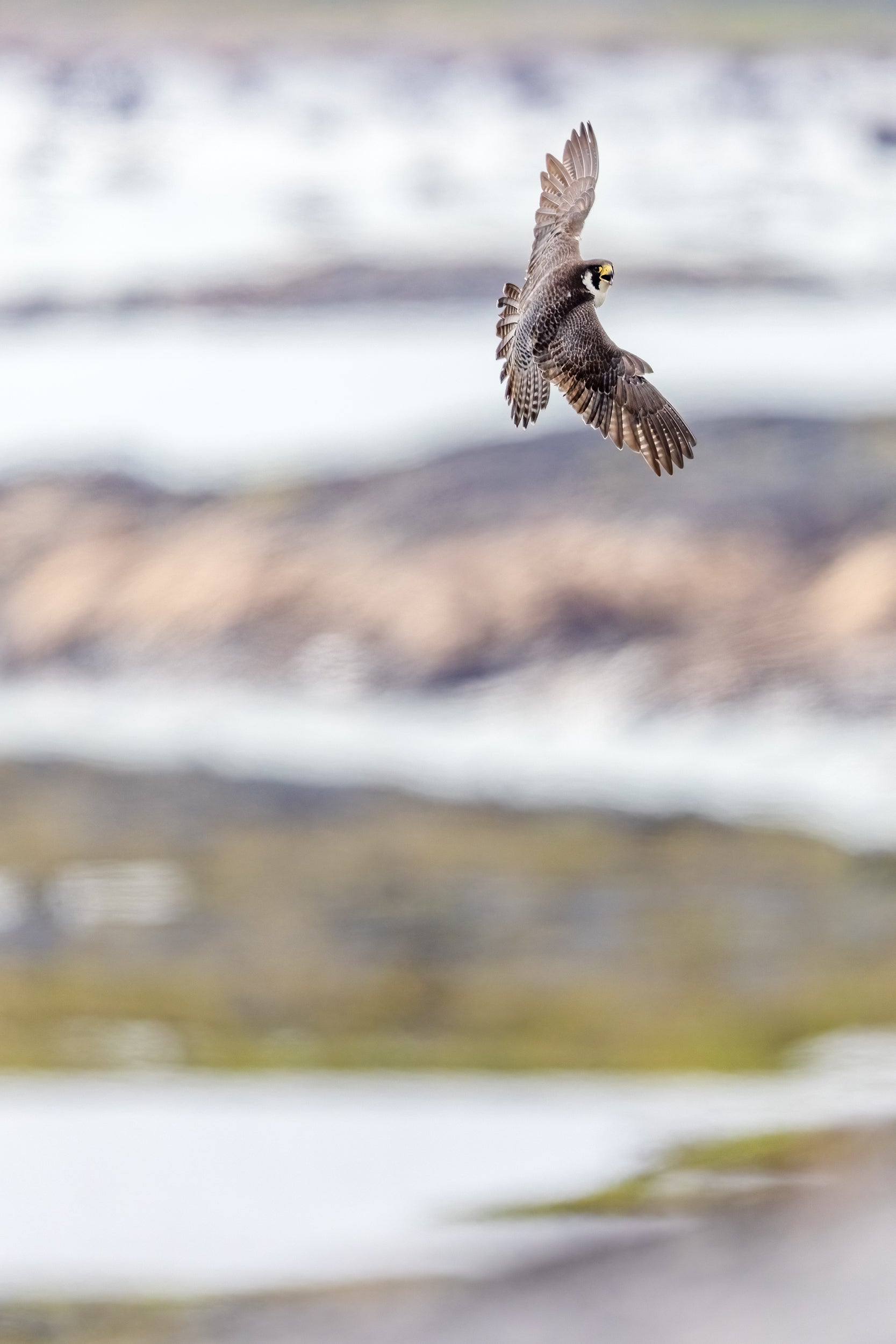 Peregrine Falcon 013