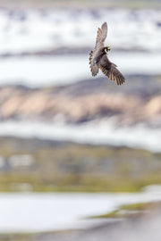 Peregrine Falcon 013