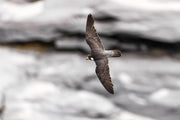 Peregrine Falcon 014