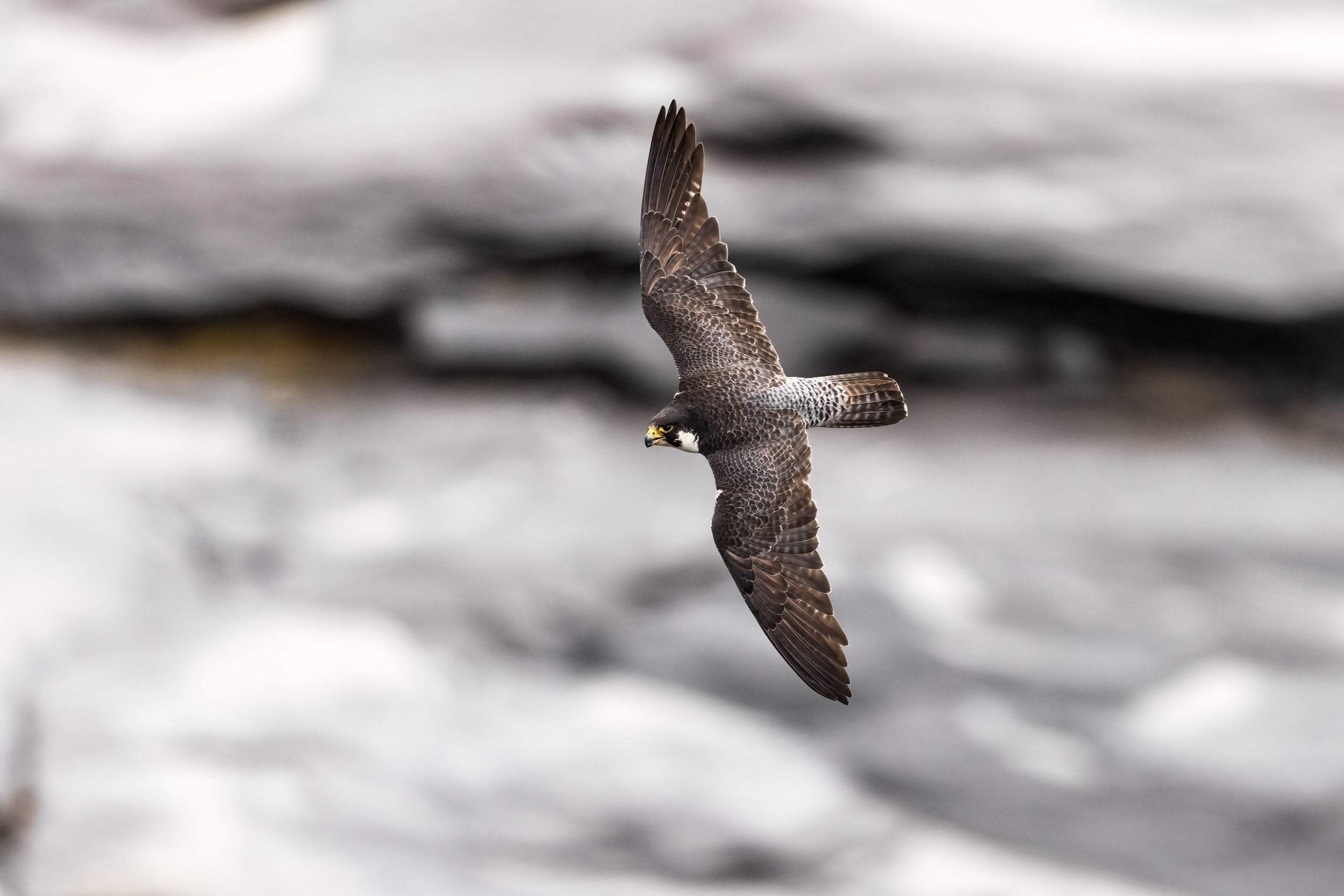 Peregrine Falcon 014