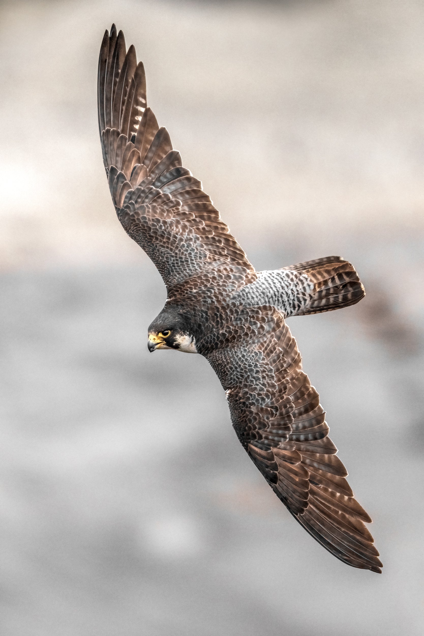 Peregrine Falcon 015