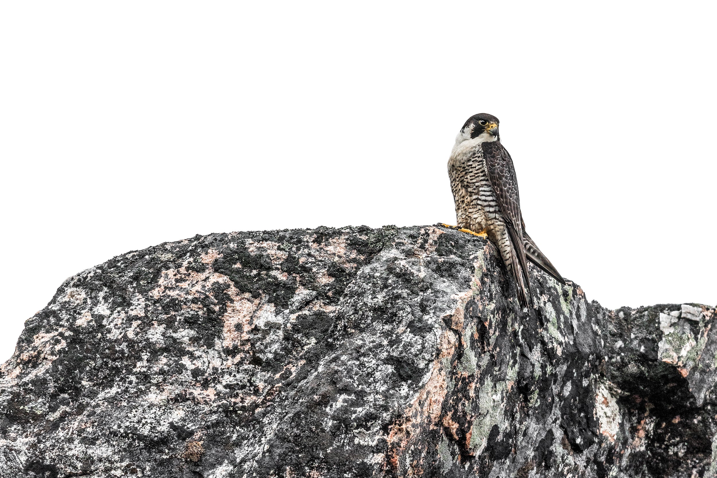 Peregrine Falcon 002