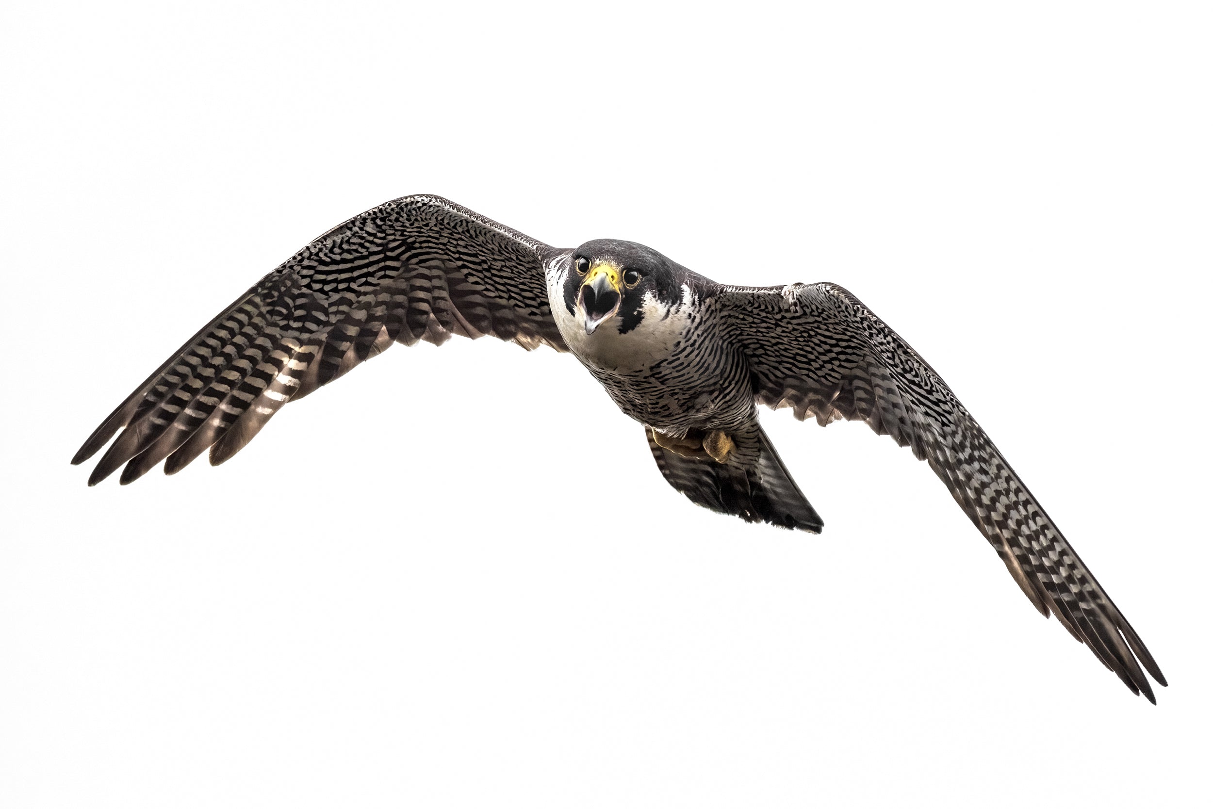 Peregrine Falcon 005