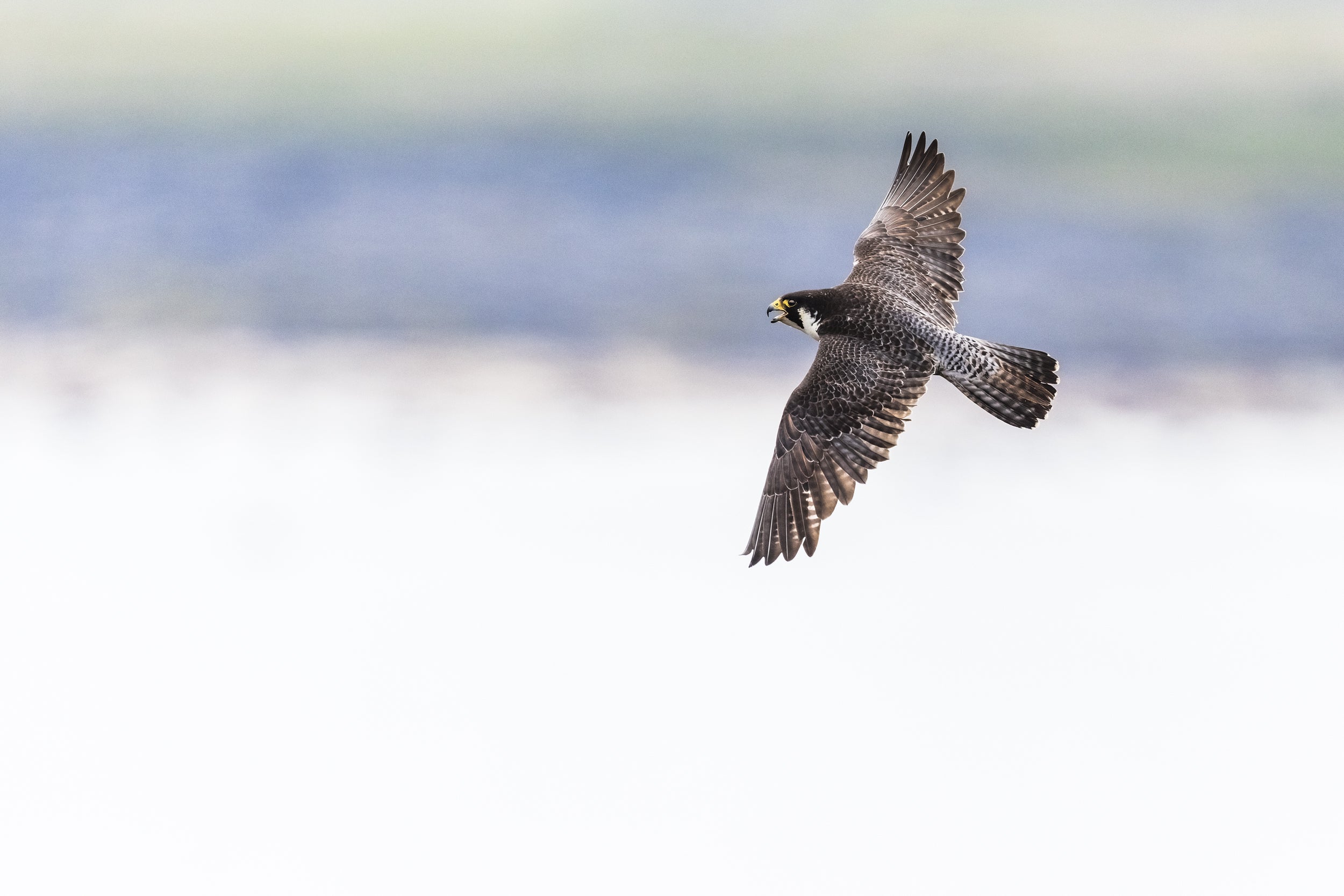Peregrine Falcon 008