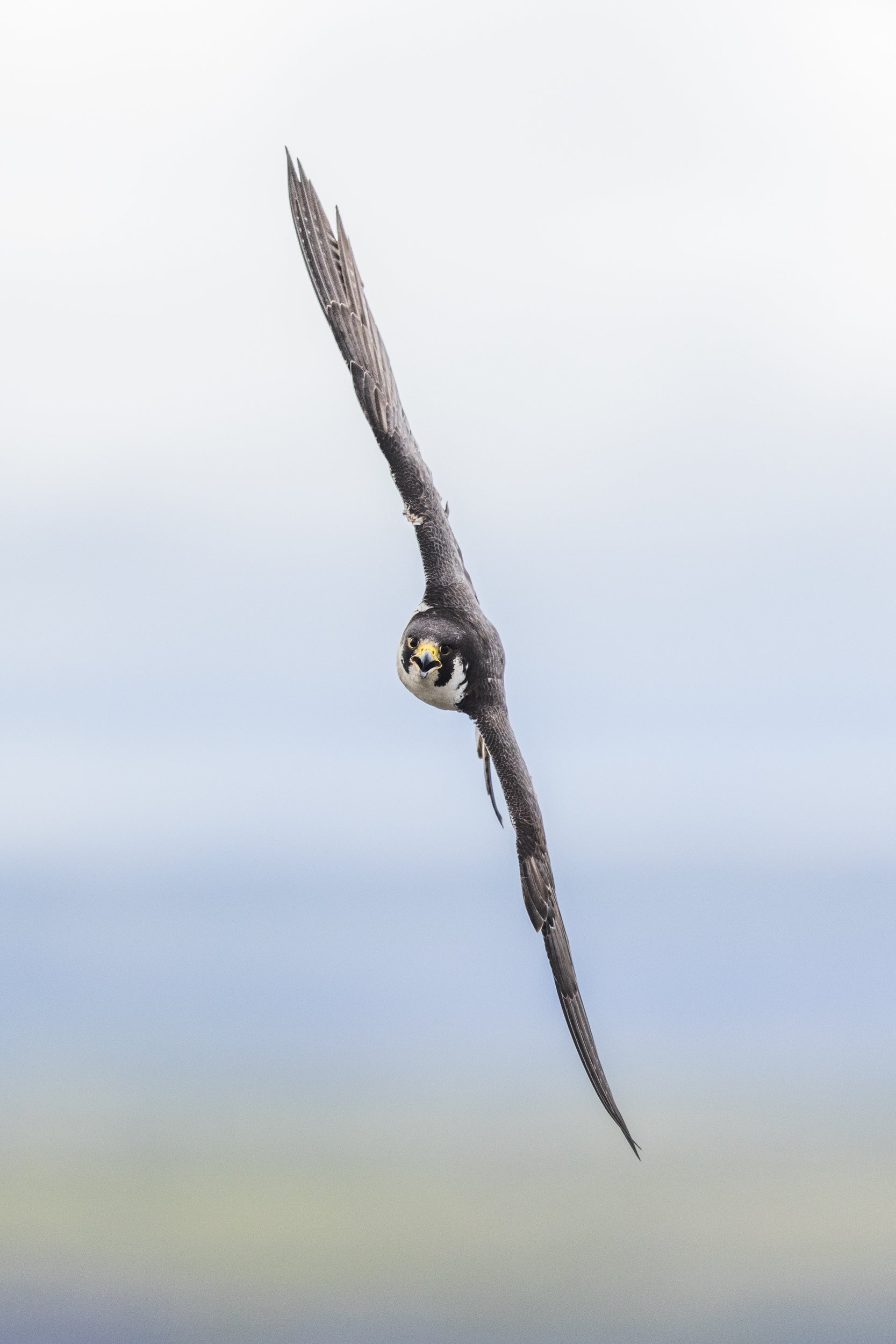Peregrine Falcon 009