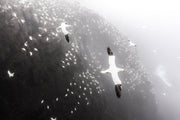 Northern Gannet 001