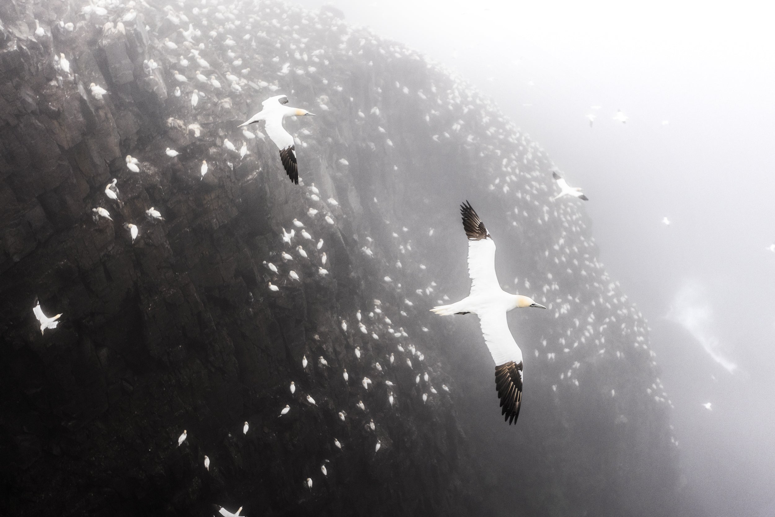 Northern Gannet 001