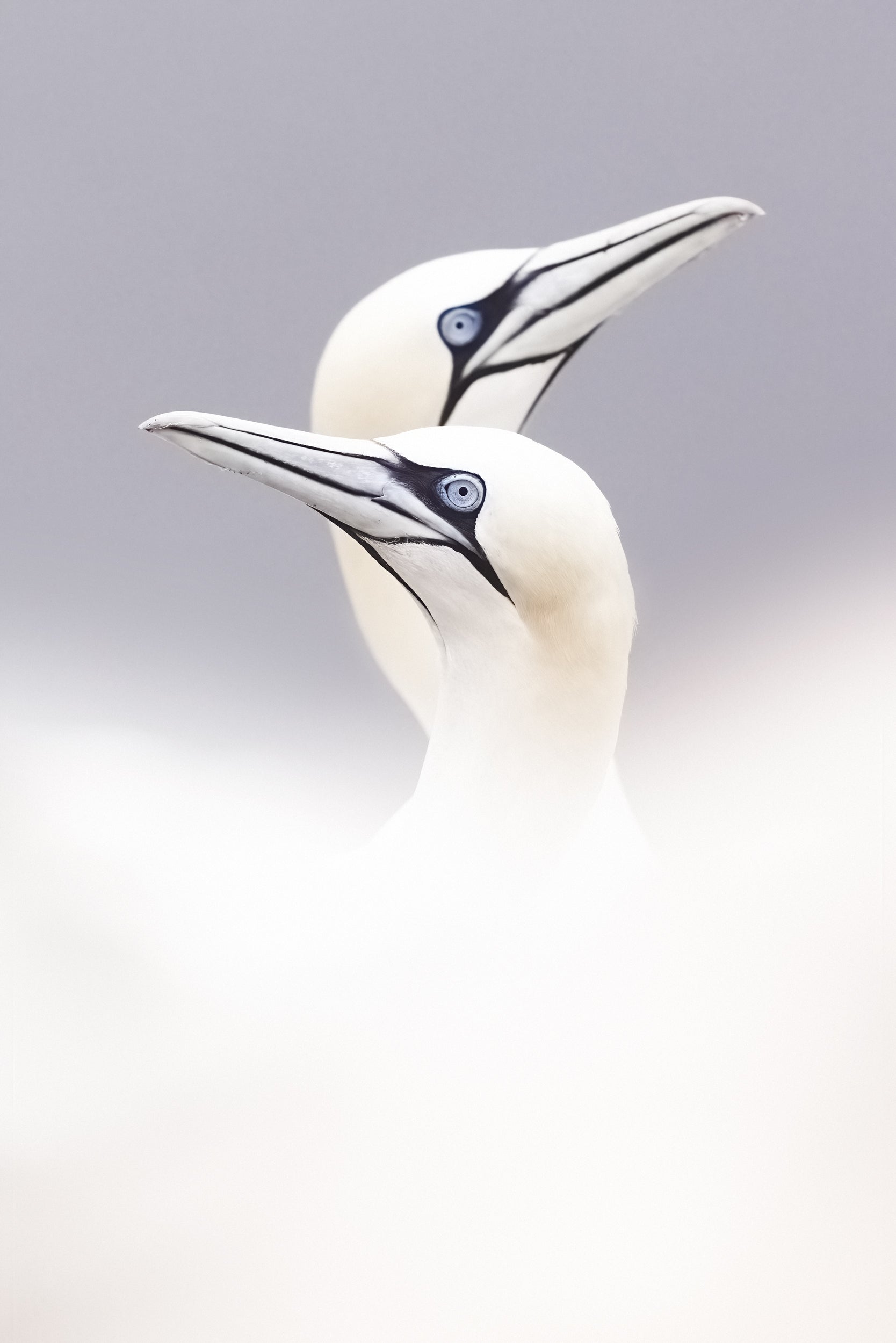 Northern Gannet 002
