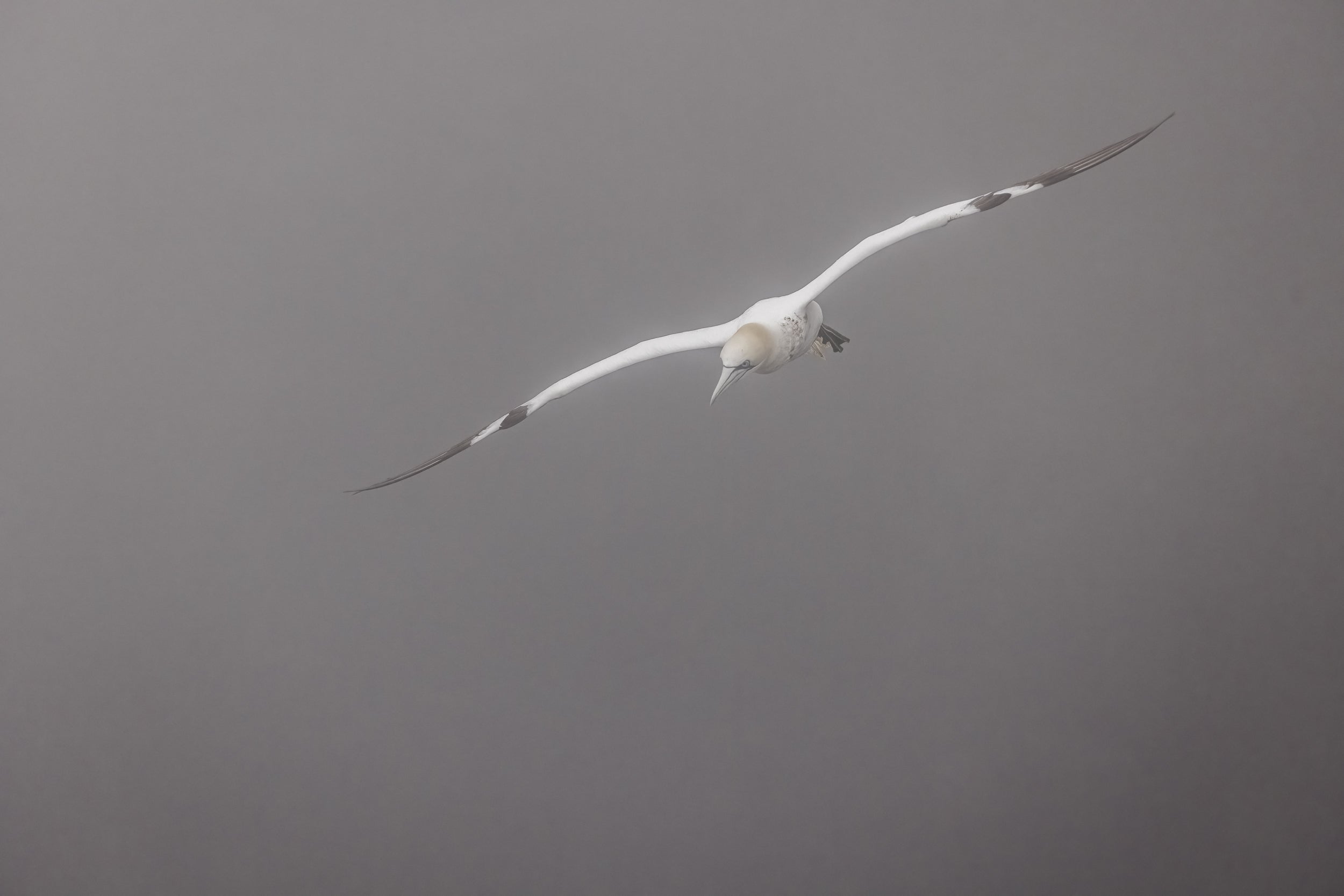 Northern Gannet 003