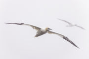 Northern Gannet 004