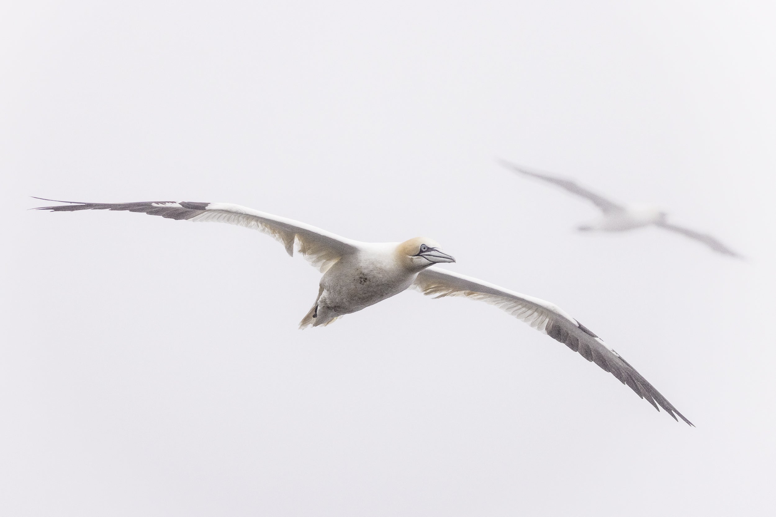 Northern Gannet 004