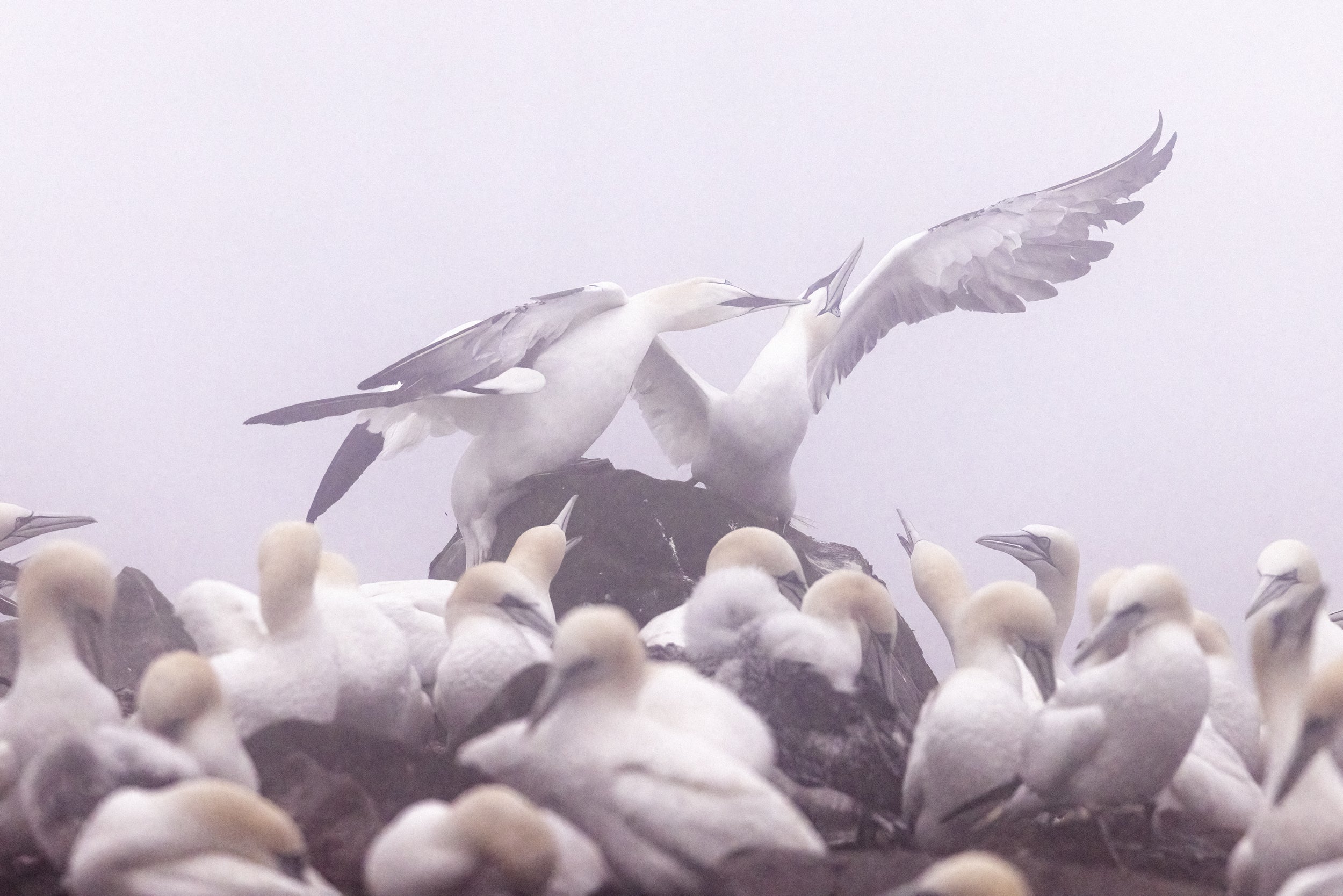 Northern Gannet 006