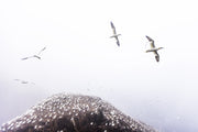 Northern Gannet 007