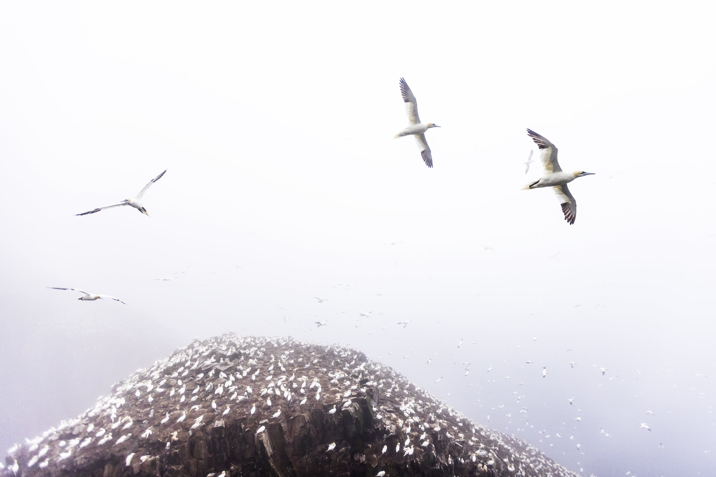 Northern Gannet 007