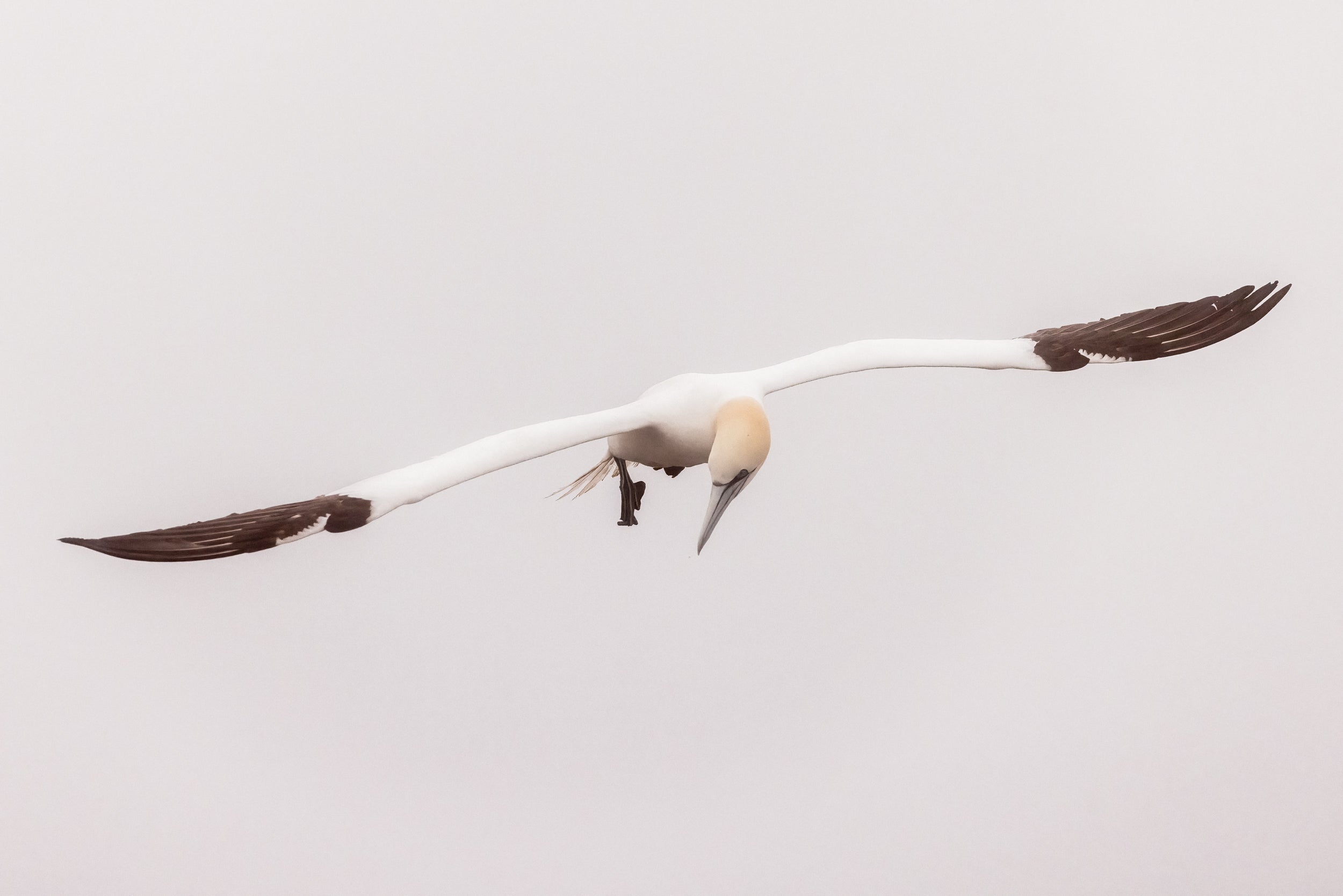 Northern Gannet 008