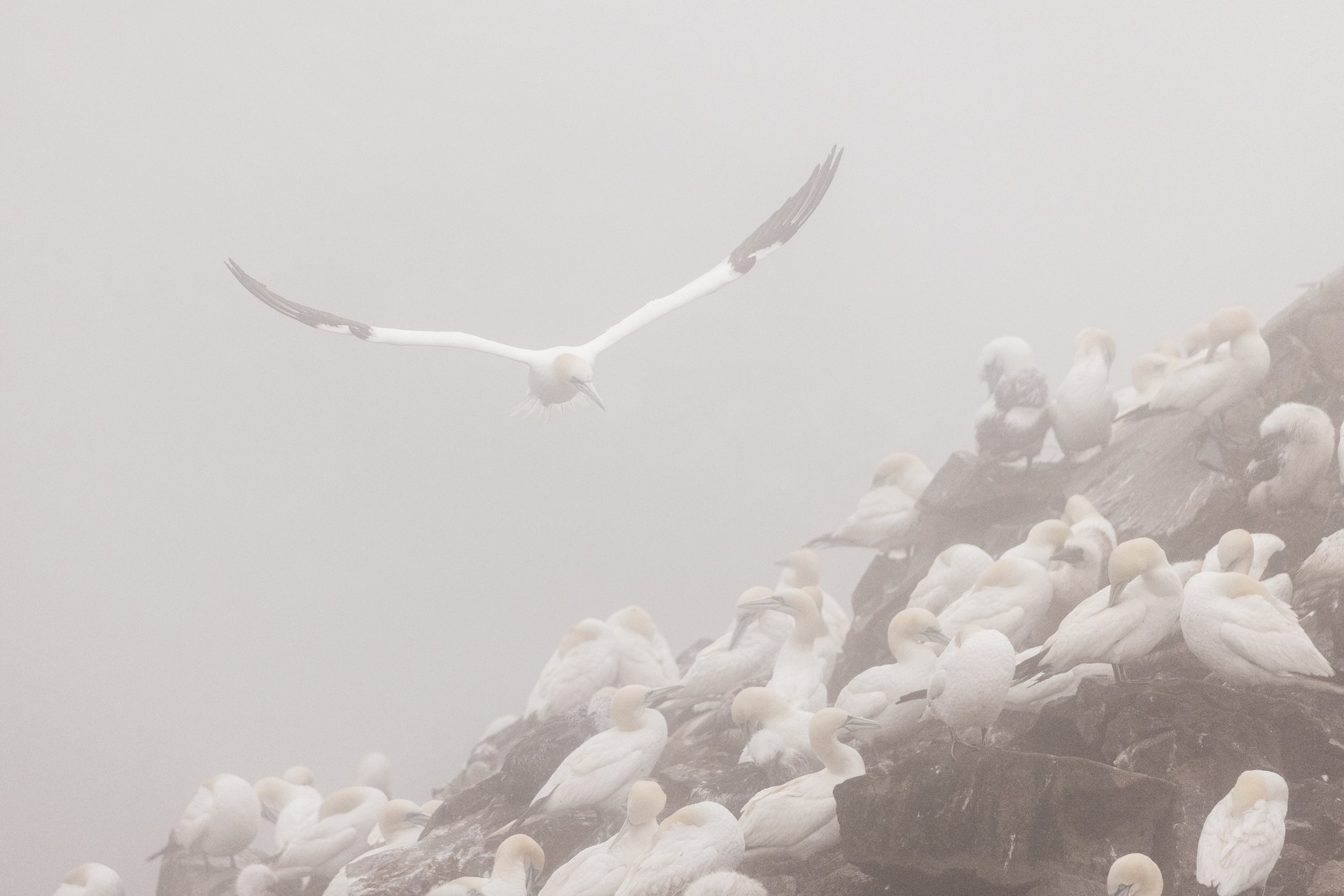 Northern Gannet 009