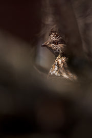 Ruffed Grouse 003