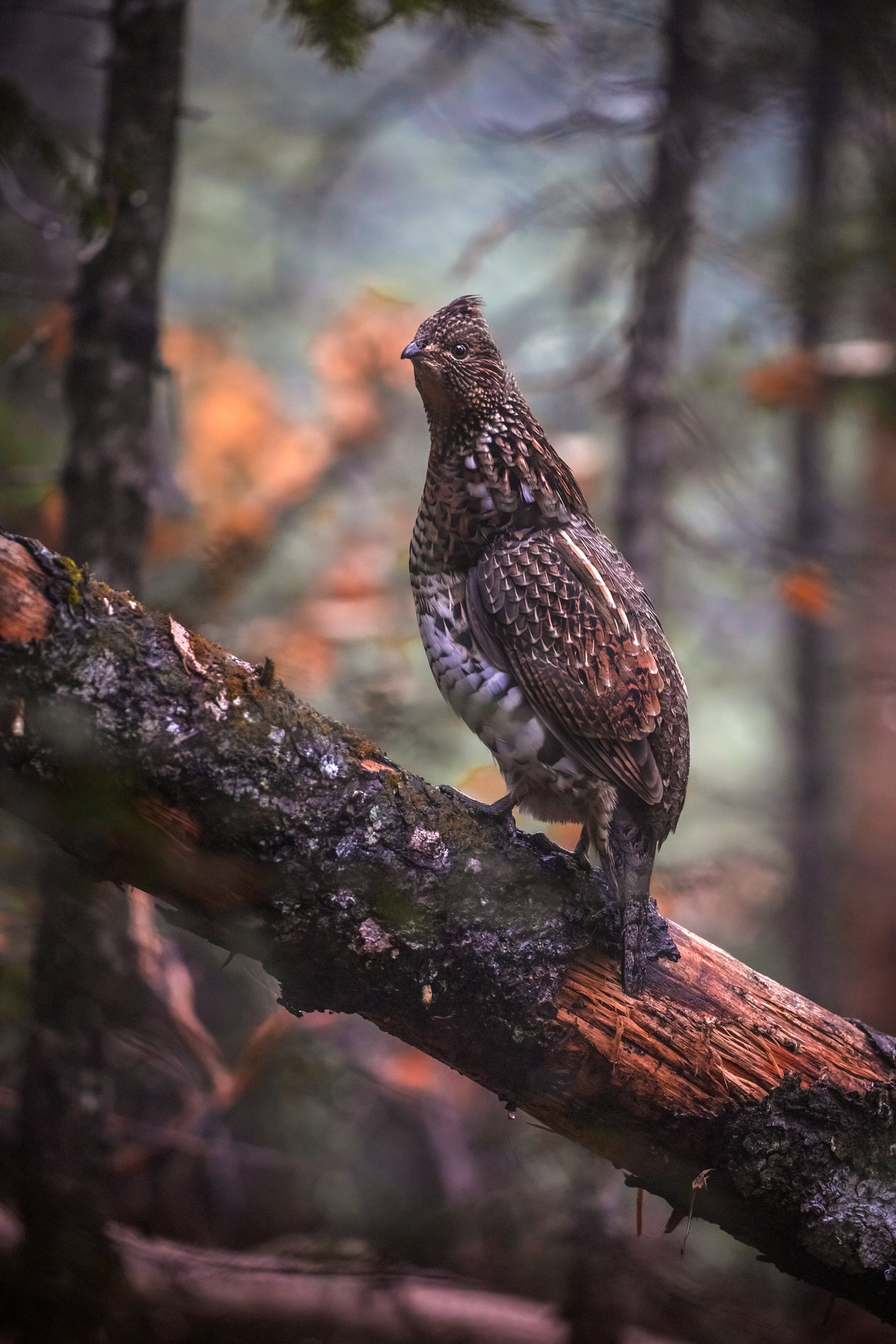 Ruffed Grouse 005
